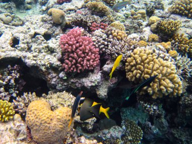 Parupeneus cyclostomus veya Kızıl Deniz mercan resifinde altın dişli tekir balığı