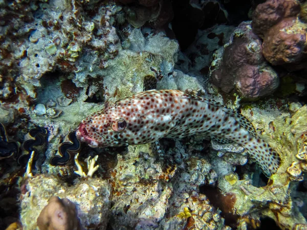 stock image Greasy grouper or Grouper tauvina in the coral reef of the Red Sea