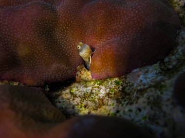 Parablennius Marmoreus Kızıl Deniz mercan resifinin engin boşluğunda mercanların arkasından dışarı bakar.