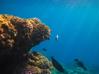 Kızıl Deniz 'deki bir resifin dibindeki güzel mercanlar.