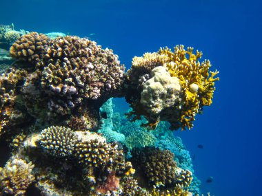Kızıl Deniz 'deki bir resifin dibindeki güzel mercanlar.