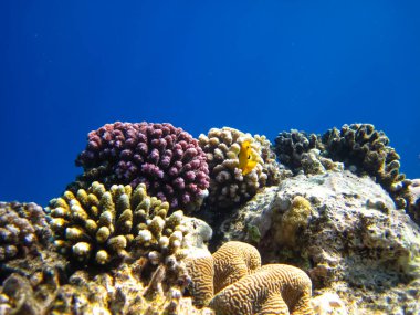 Kızıl Deniz 'deki bir resifin dibindeki güzel mercanlar.