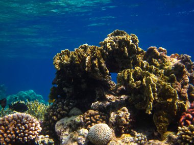 Kızıl Deniz 'deki bir resifin dibindeki güzel mercanlar.