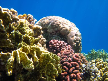 Kızıl Deniz 'deki bir resifin dibindeki güzel mercanlar.