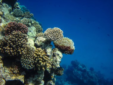 Kızıl Deniz 'deki bir resifin dibindeki güzel mercanlar.