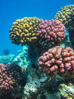 Kızıl Deniz 'deki bir resifin dibindeki güzel mercanlar.