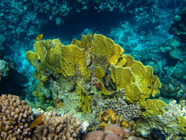 Kızıl Deniz 'deki bir resifin dibindeki güzel mercanlar.
