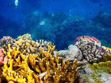 Kızıl Deniz 'deki bir resifin dibindeki güzel mercanlar.