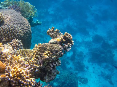 Kızıl Deniz 'deki bir resifin dibindeki güzel mercanlar.