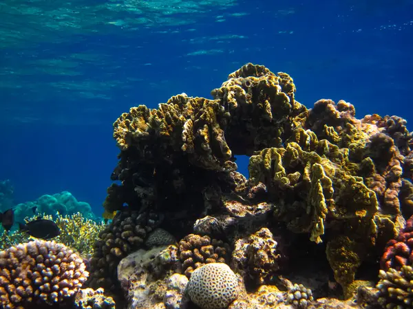 Kızıl Deniz 'deki bir resifin dibindeki güzel mercanlar.