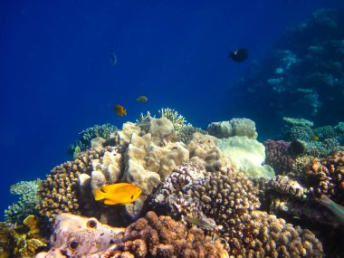Kızıl Deniz 'in mercan kayalıklarında güzel balıklar