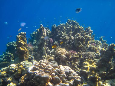 Kızıl Deniz 'in mercan kayalıklarında güzel balıklar