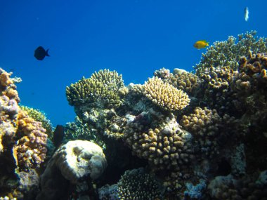 Kızıl Deniz 'in mercan kayalıklarında güzel balıklar