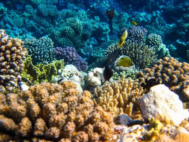 Kızıl Deniz 'in mercan kayalıklarında güzel balıklar