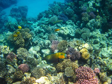 Kızıl Deniz 'in mercan kayalıklarında güzel balıklar