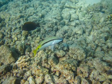Kızıl Deniz 'in mercan kayalıklarında güzel balıklar