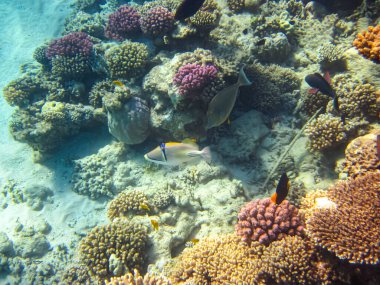 Kızıl Deniz 'in mercan kayalıklarında güzel balıklar