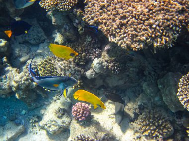 Kızıl Deniz 'in mercan kayalıklarında güzel balıklar