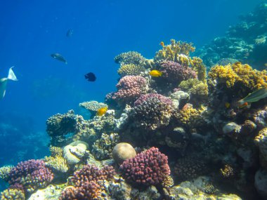 Kızıl Deniz 'in mercan kayalıklarında güzel balıklar