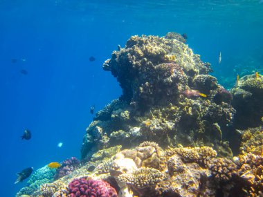 Kızıl Deniz 'in mercan kayalıklarında güzel balıklar