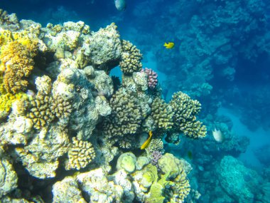 Kızıl Deniz 'in mercan kayalıklarında güzel balıklar