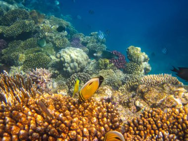 Kızıl Deniz 'in mercan kayalıklarında güzel balıklar
