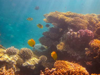 Kızıl Deniz 'in mercan kayalıklarında güzel balıklar