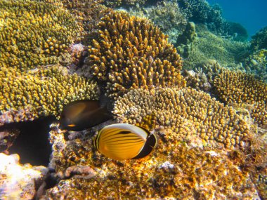 Kızıl Deniz 'in mercan kayalıklarında güzel balıklar