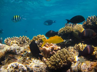 Kızıl Deniz 'in mercan kayalıklarında güzel balıklar