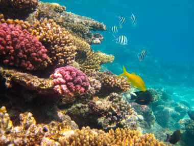 Kızıl Deniz 'in mercan kayalıklarında güzel balıklar