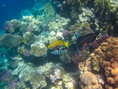 Kızıl Deniz 'in mercan kayalıklarında güzel balıklar