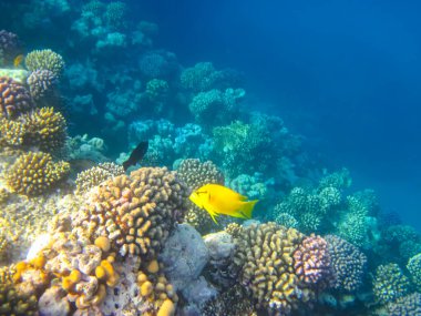 Kızıl Deniz 'in mercan kayalıklarında güzel balıklar