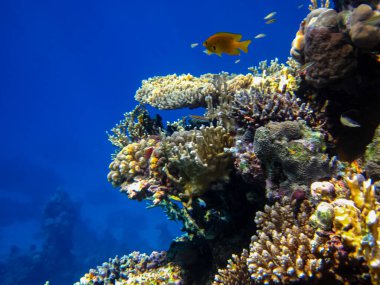 Kızıl Deniz 'in mercan kayalıklarında güzel balıklar