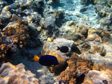 Kızıl Deniz 'in mercan kayalıklarında güzel balıklar