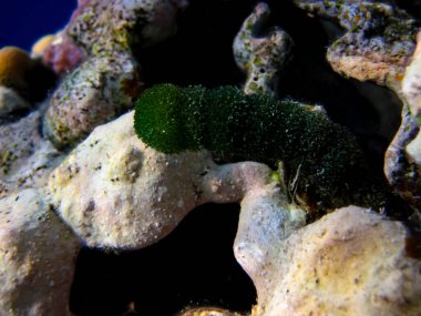 Kızıl Deniz mercan resifinde bir kodyum