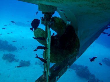 Tekne pervaneleri kaplamanın altında ve suyun altında. Tekne pervanelerinde bir sürü balık var..