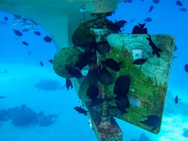 Tekne pervaneleri kaplamanın altında ve suyun altında. Tekne pervanelerinde bir sürü balık var..