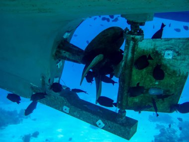 Tekne pervaneleri kaplamanın altında ve suyun altında. Tekne pervanelerinde bir sürü balık var..