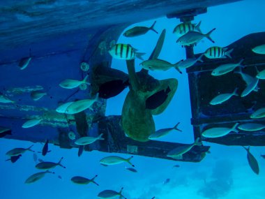 Tekne pervaneleri kaplamanın altında ve suyun altında. Tekne pervanelerinde bir sürü balık var..