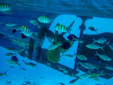 Tekne pervaneleri kaplamanın altında ve suyun altında. Tekne pervanelerinde bir sürü balık var..