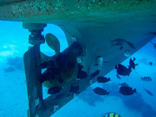 Tekne pervaneleri kaplamanın altında ve suyun altında. Tekne pervanelerinde bir sürü balık var..