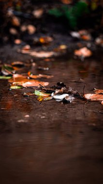 Düşen yapraklar yağmur sırasında su birikintisinde yatar. Sonbahar havası.