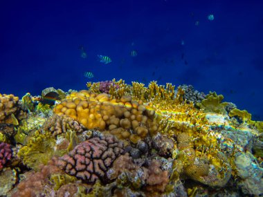 Kızıl Deniz 'deki mercan resiflerinin ilginç sakinleri.