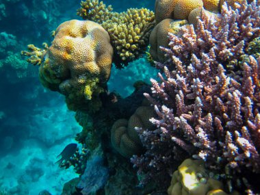 Kızıl Deniz 'deki mercan resiflerinin ilginç sakinleri.