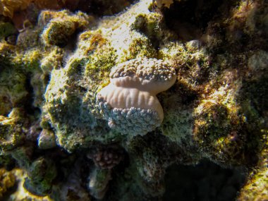 Kızıl Deniz 'deki mercan resiflerinin ilginç sakinleri.