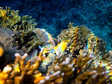 Kızıl Deniz 'deki mercan resiflerinin ilginç sakinleri.