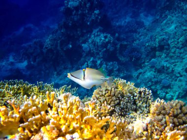 Kızıl Deniz 'deki mercan resiflerinin ilginç sakinleri.
