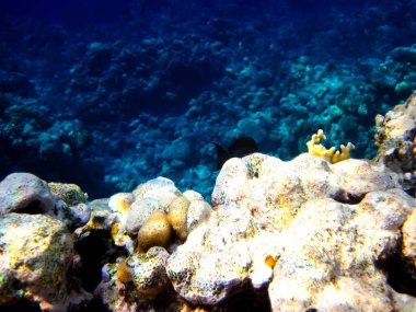 Kızıl Deniz 'deki mercan resiflerinin ilginç sakinleri.