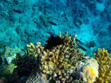 Kızıl Deniz 'deki mercan resiflerinin ilginç sakinleri.