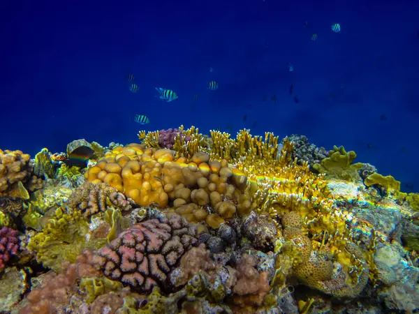 Kızıl Deniz 'deki mercan resiflerinin ilginç sakinleri.